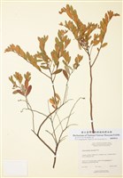 藏品(地桂)的圖片